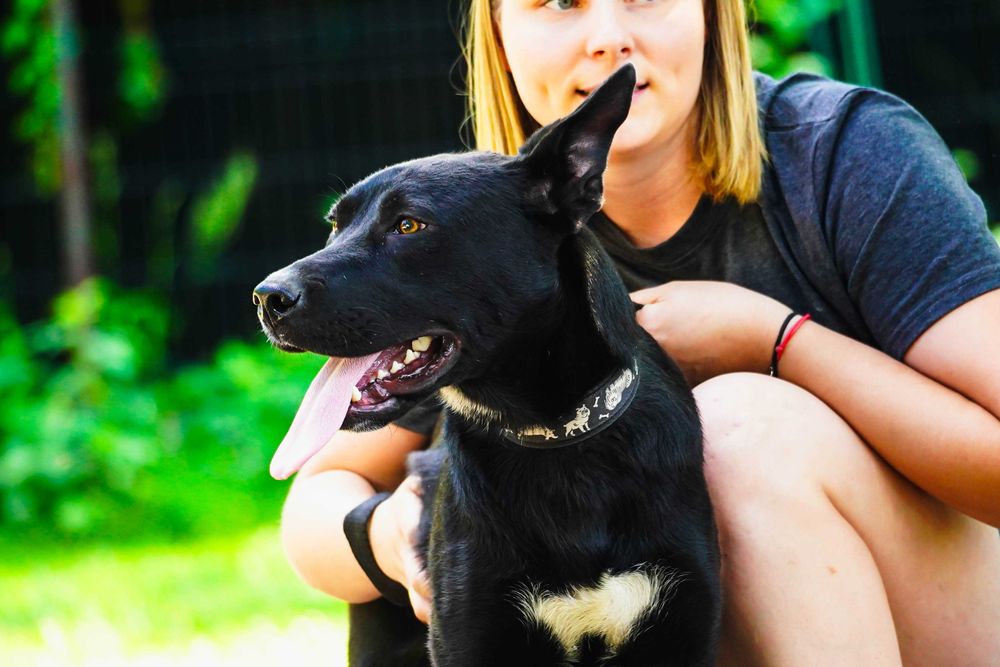 Parker - młody, energiczny pies szuka domu