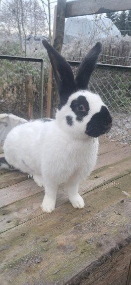 Sprzedam  srokacze i mieszańce