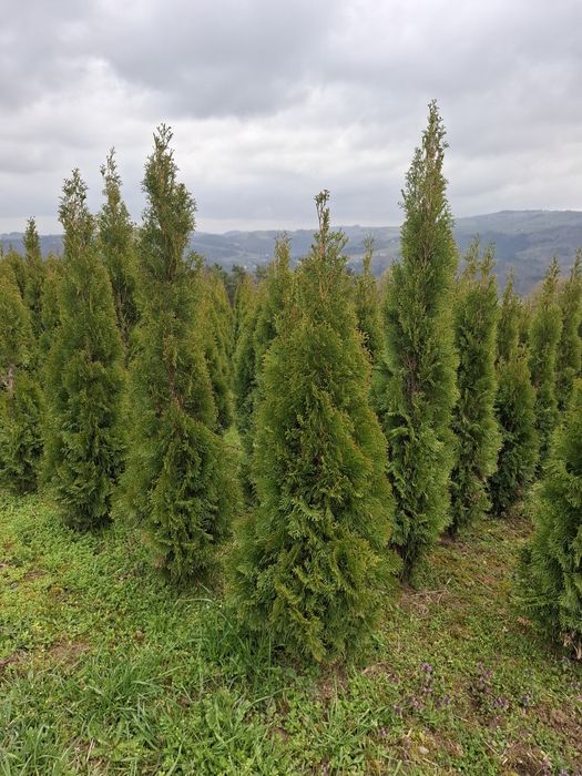 Tuja szmaragd thuja smaragd  100 do 200 cm