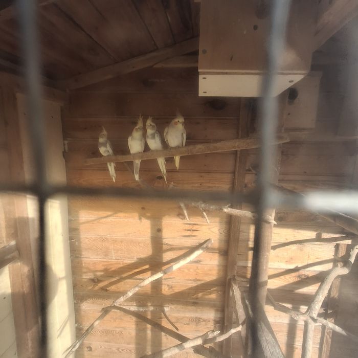 Papugi Nimfy iFaliste Likwidacja