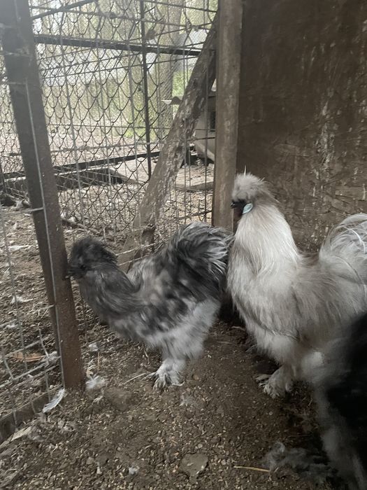 Koguty silki jedwabiste Typ USA 2024 r kolor bialy, lawendowy, niebies