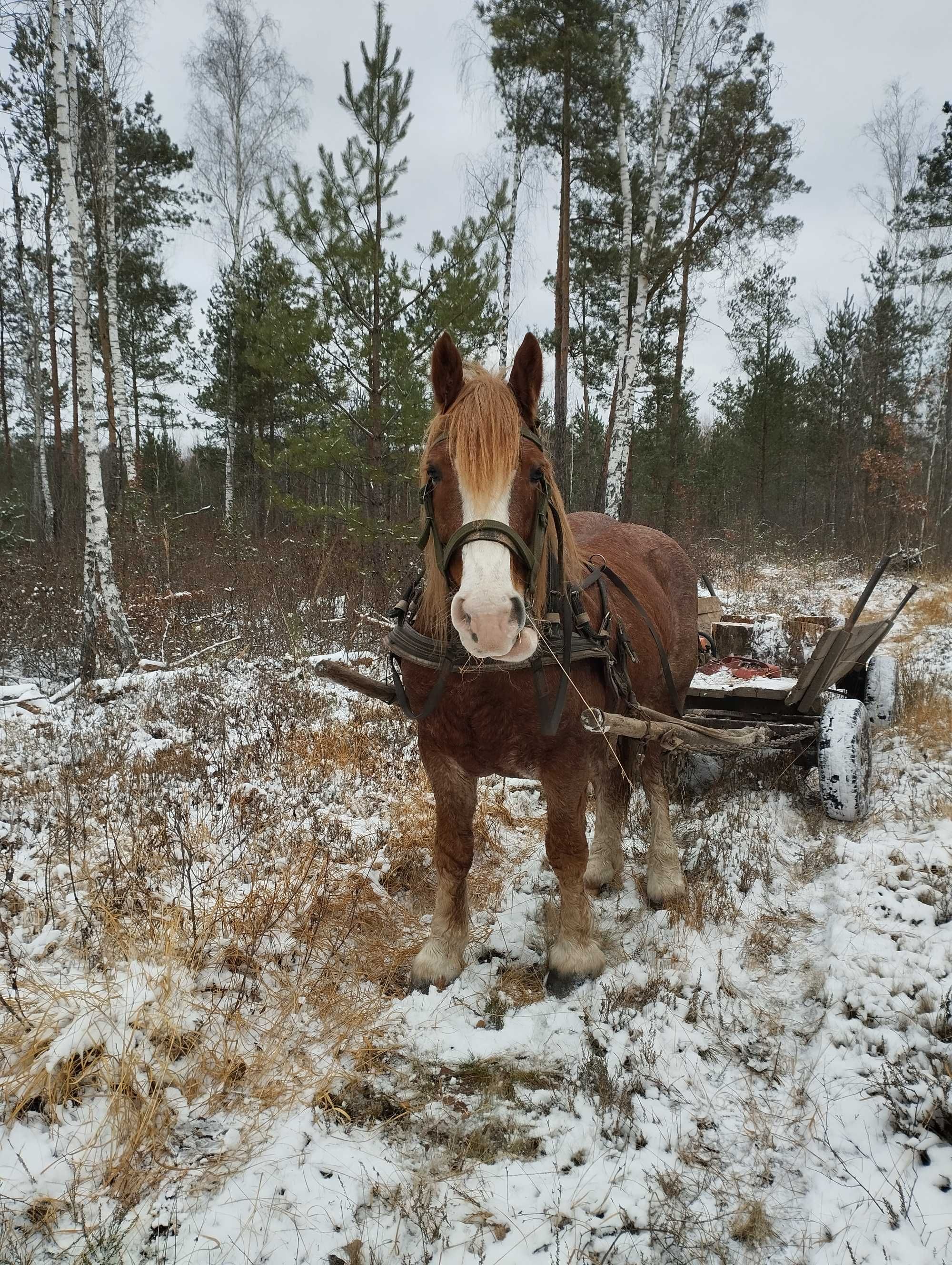 Продам коня велик гарній