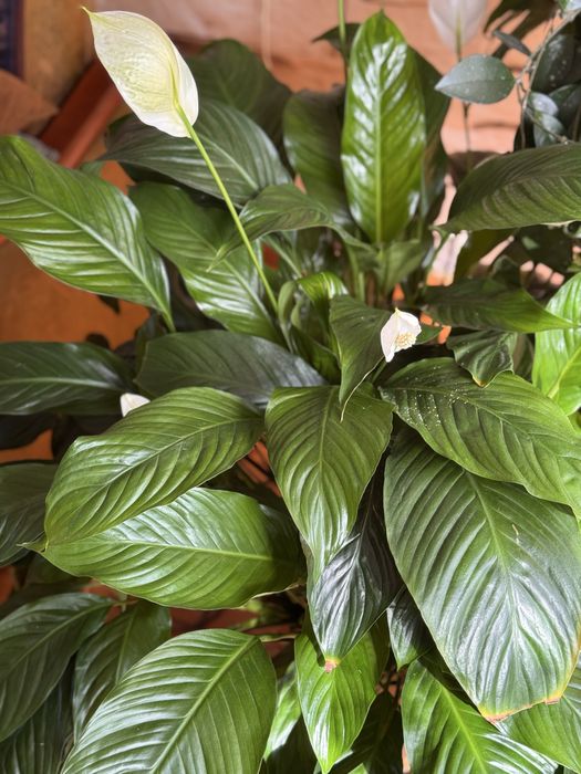 Skrzydłokwiat + doniczka