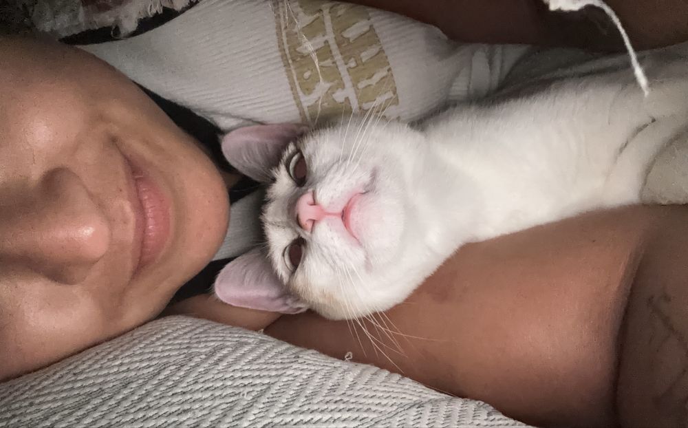 Doação de gata com 1 ano e totalmente tratada