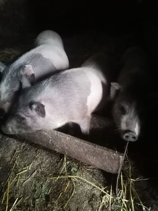 В'єтнамські поросята