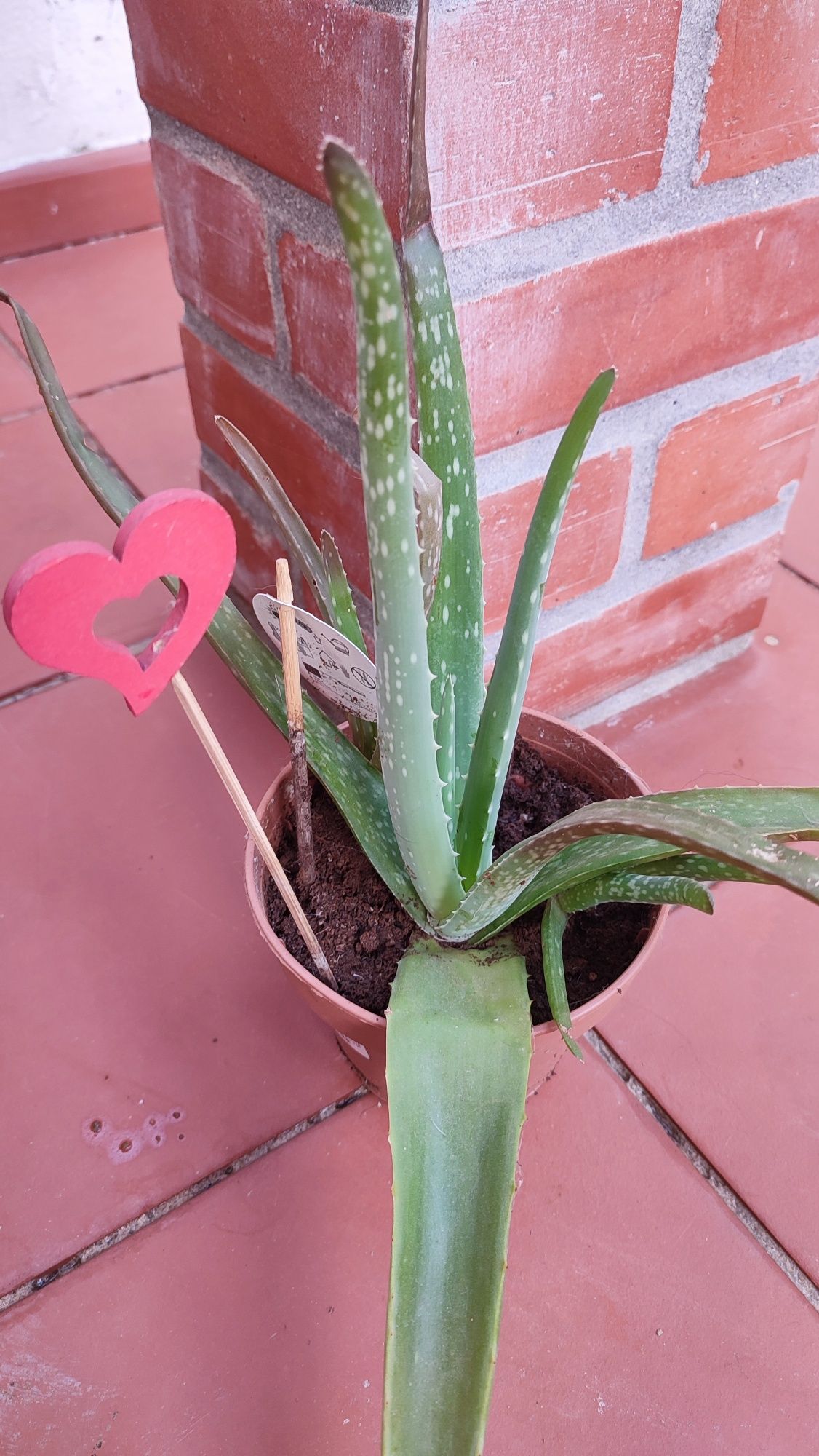 Aloe Vera grande em vaso