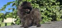 Szpic miniaturowy pomeranian