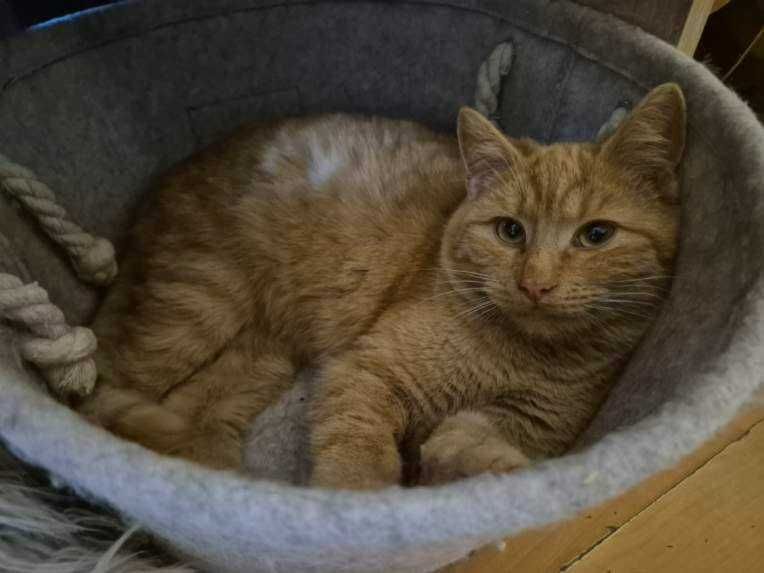 Kotki i kocurki do wyboru