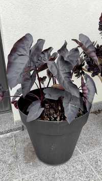 Colocasia Black Magic