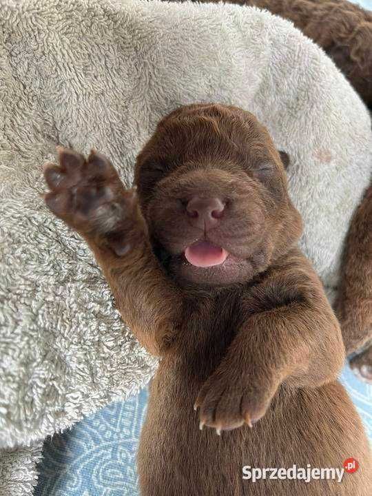 Chesapeake bay retriever
