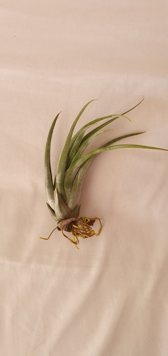 Plantas Aéreas Tillandsia (várias)
