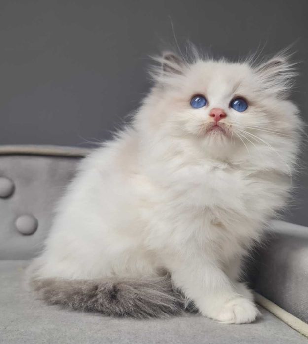 Kotka Ragdoll niebieska bikolor z rodowodem