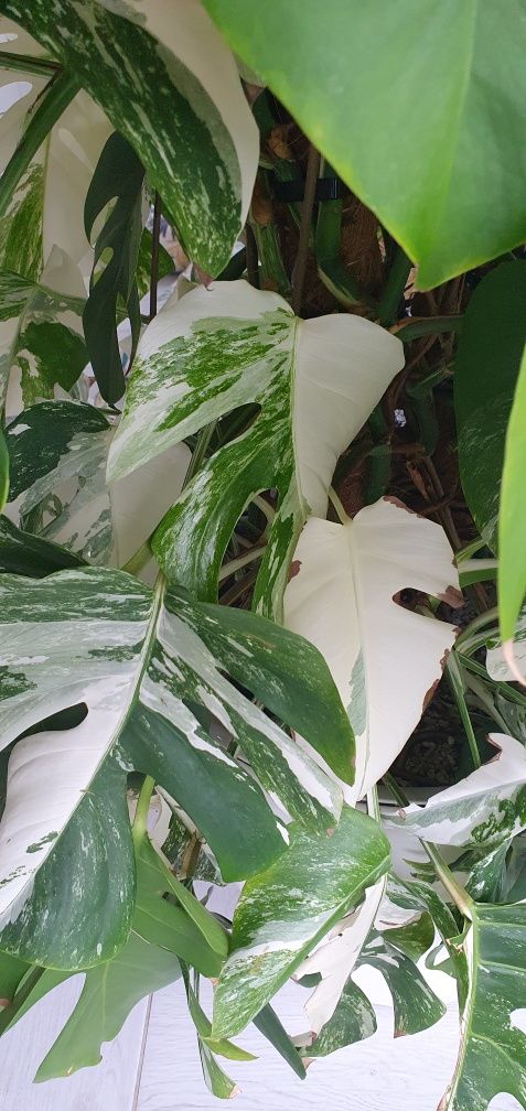 Monstera variegata