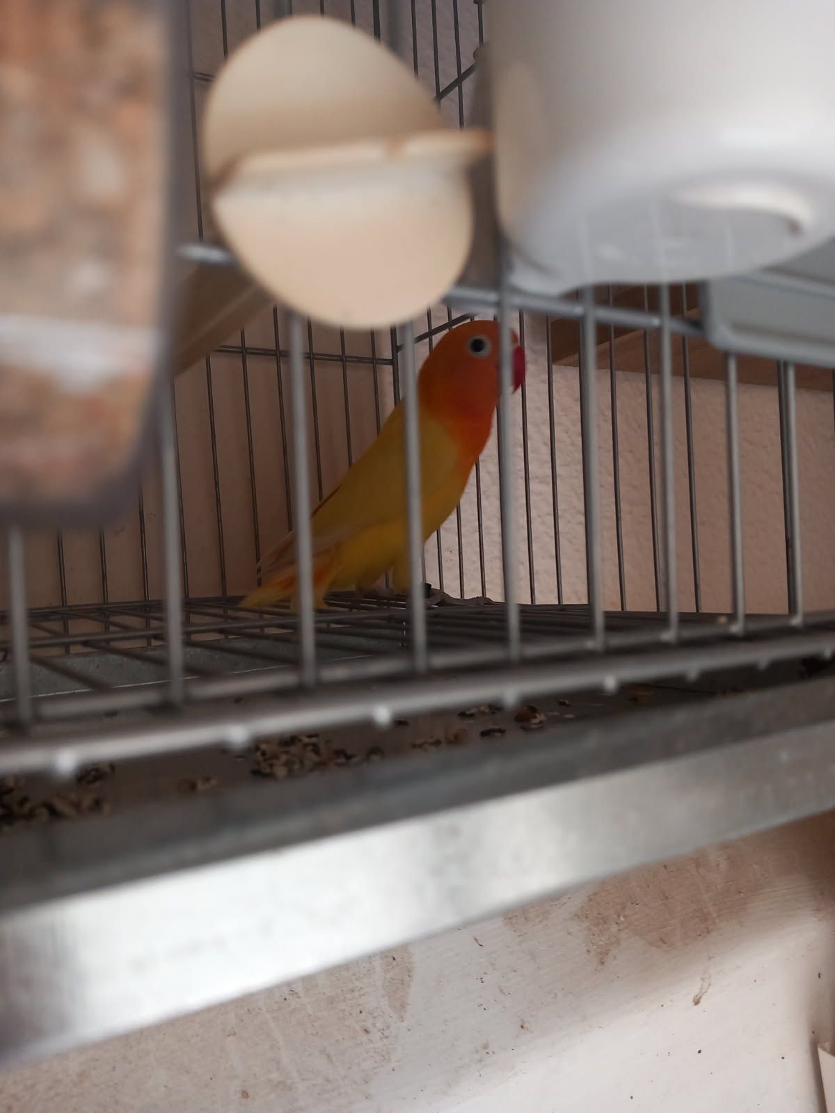 Agapornis fisher opalino