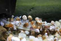 Planorbis Corneus var. castanho (caracóis aquáticos)