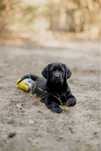 Labrador retriever-   Wyjątkowy Dior rodowód ZKWP/FCI