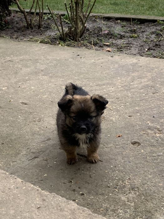 Отдам собак в добрі руки пікінеси метіси