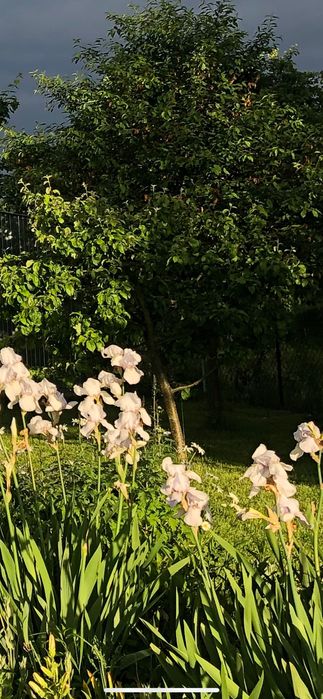 Irys sadzonki bulwy kolor blado- liliowy