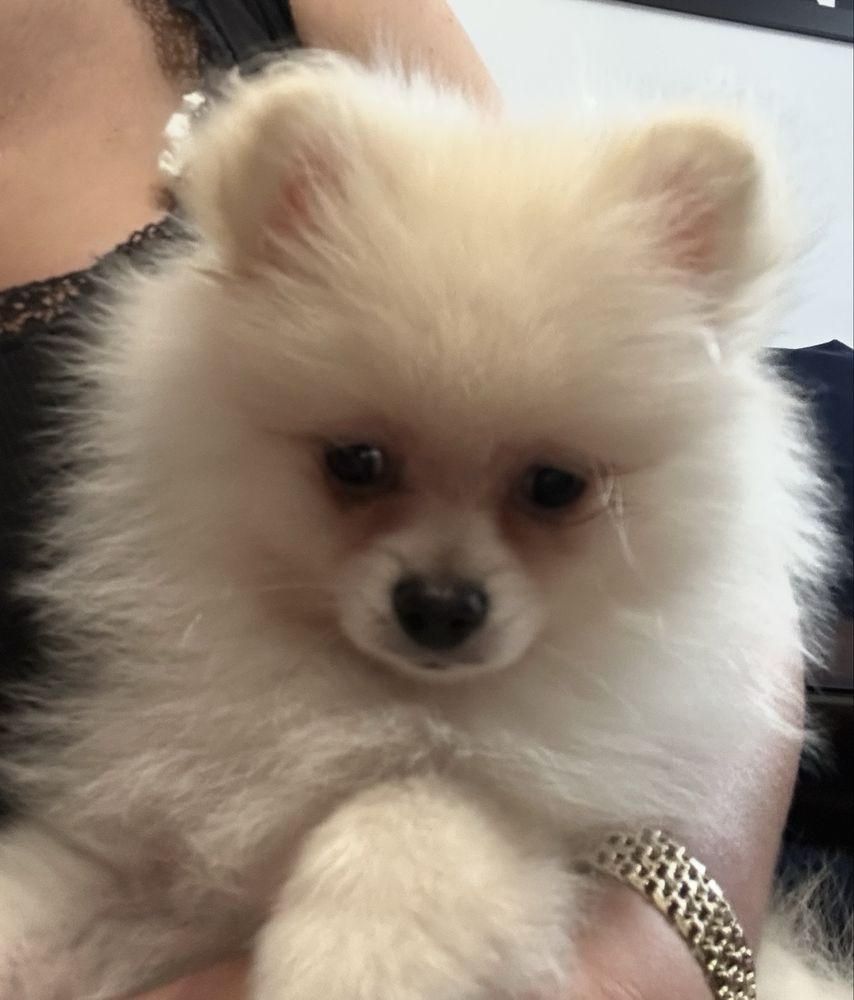 Szpic miniaturowy/Pomeranian piesek biały