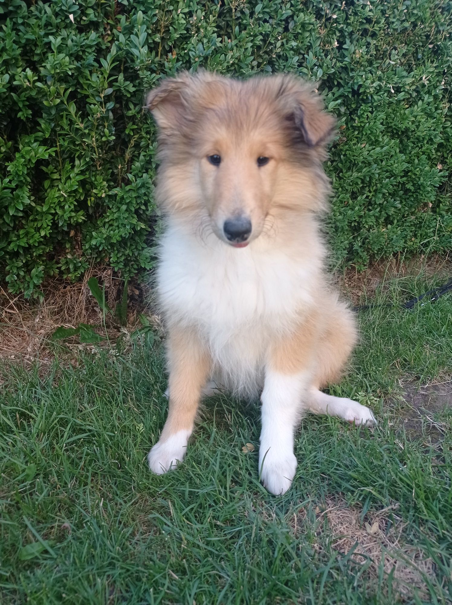 Owczarek szkocki długowłosy collie ZKwP