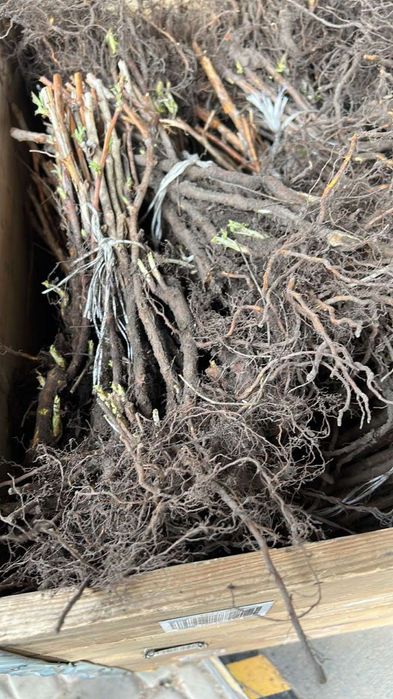 Саженцы клубники 25 сортов — от производителя, опт/розница