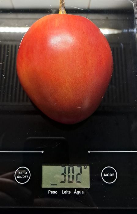 10 sementes de tamarilho laranja