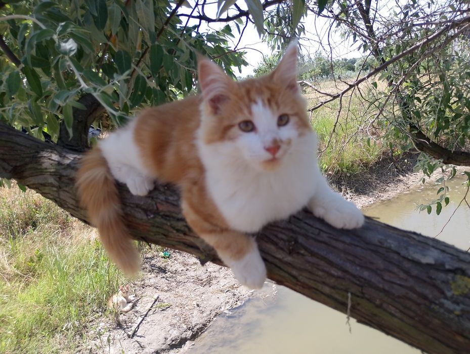 Продам Мейкуна самця