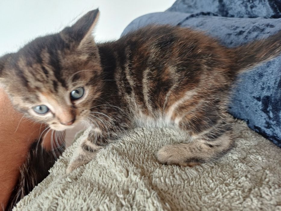 Віддам в добрі руки кошеня