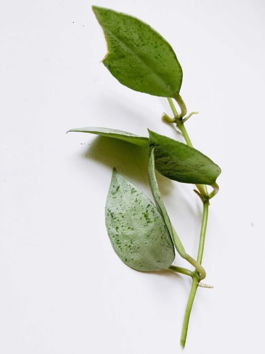 Hoja lacunosa Mint Coin - roślina kolekcjonerska (cięty węzeł)