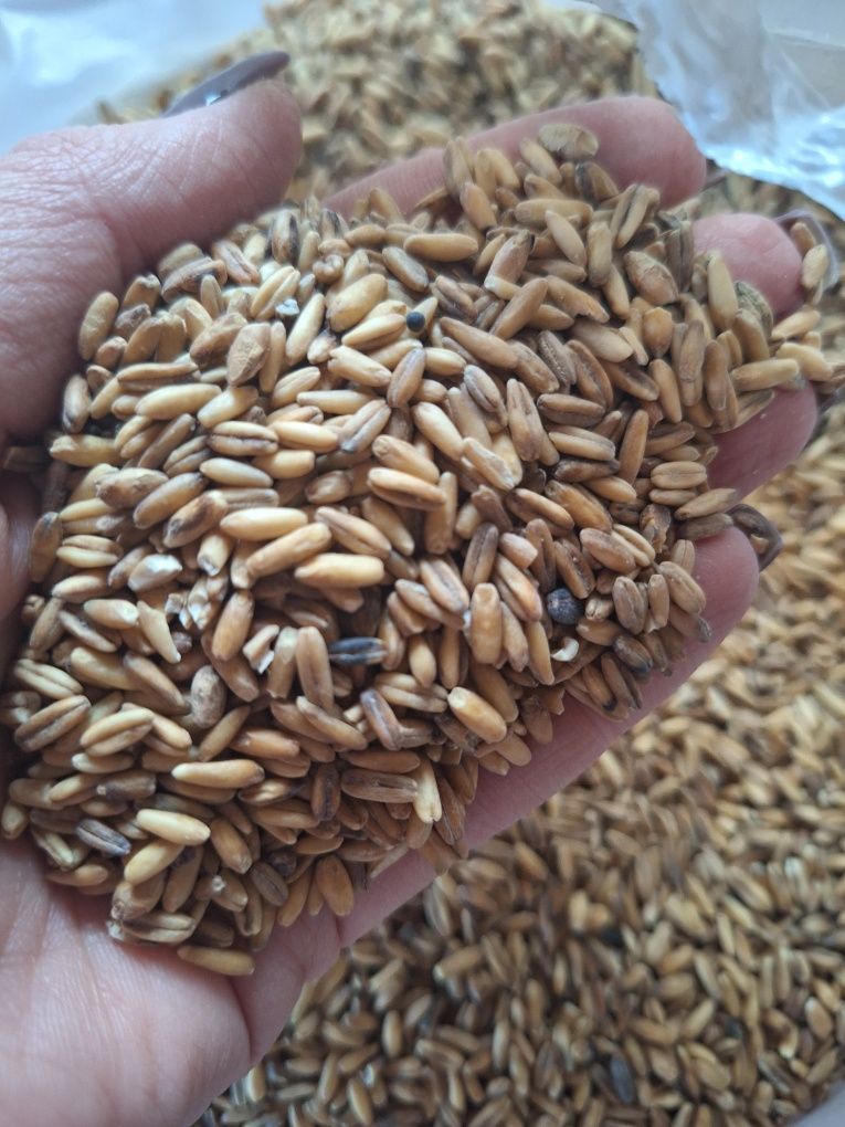 Owies bezłuskowy Danimo 1 kg. Owsik.pokarm dla ptaków,kur,gołębi,papug