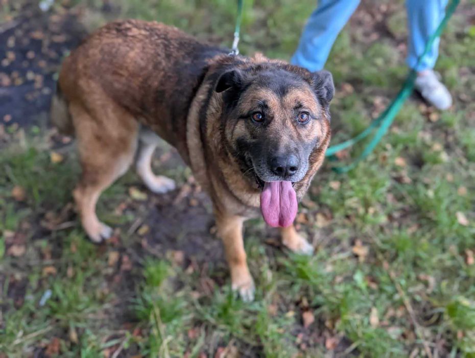 duży psiak do adopcji