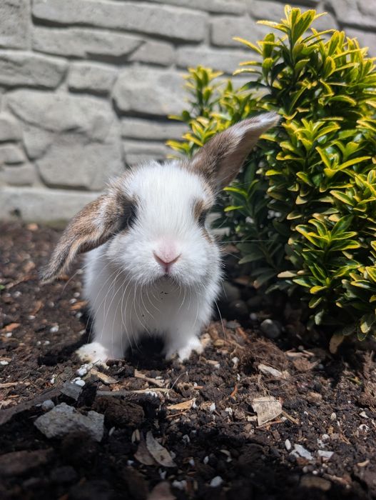 Mini lop, baranek miniaturka, metryka