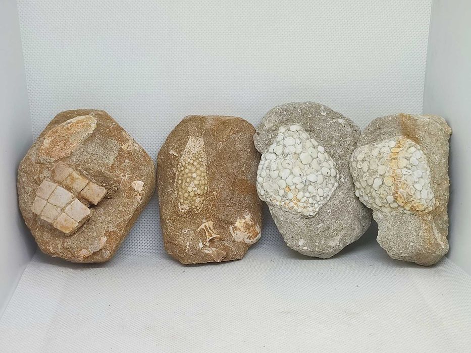 Lote fósseis marinhos 2