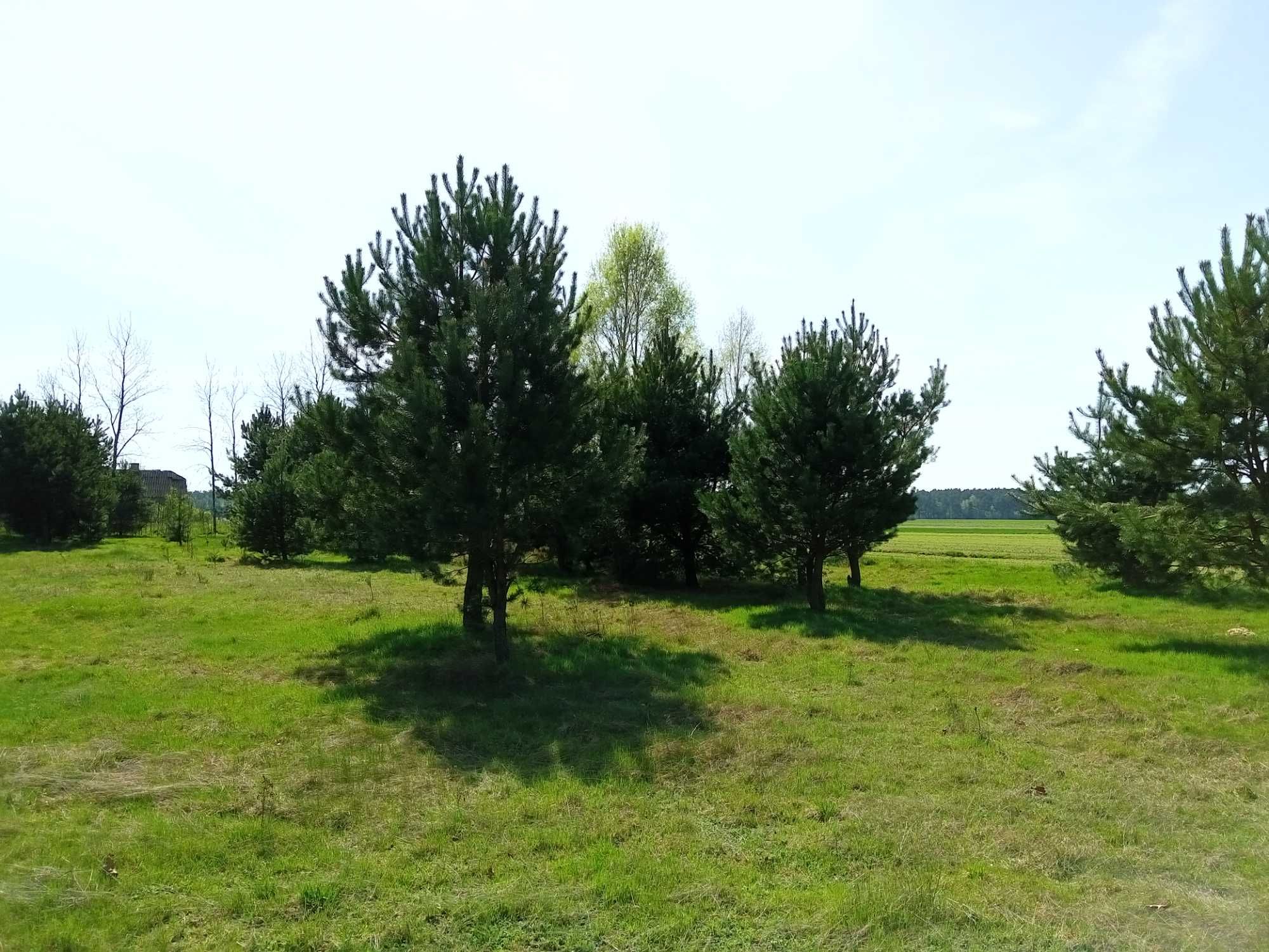 Działka siedliskowa