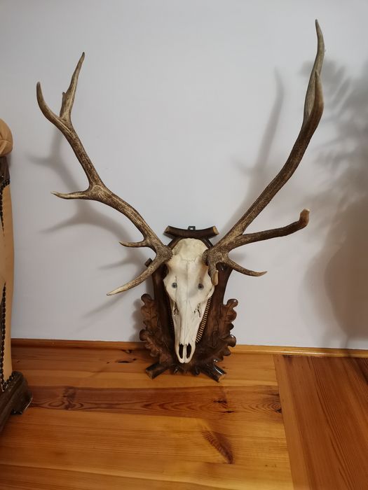 Poroże Jelenia bardzo ładne