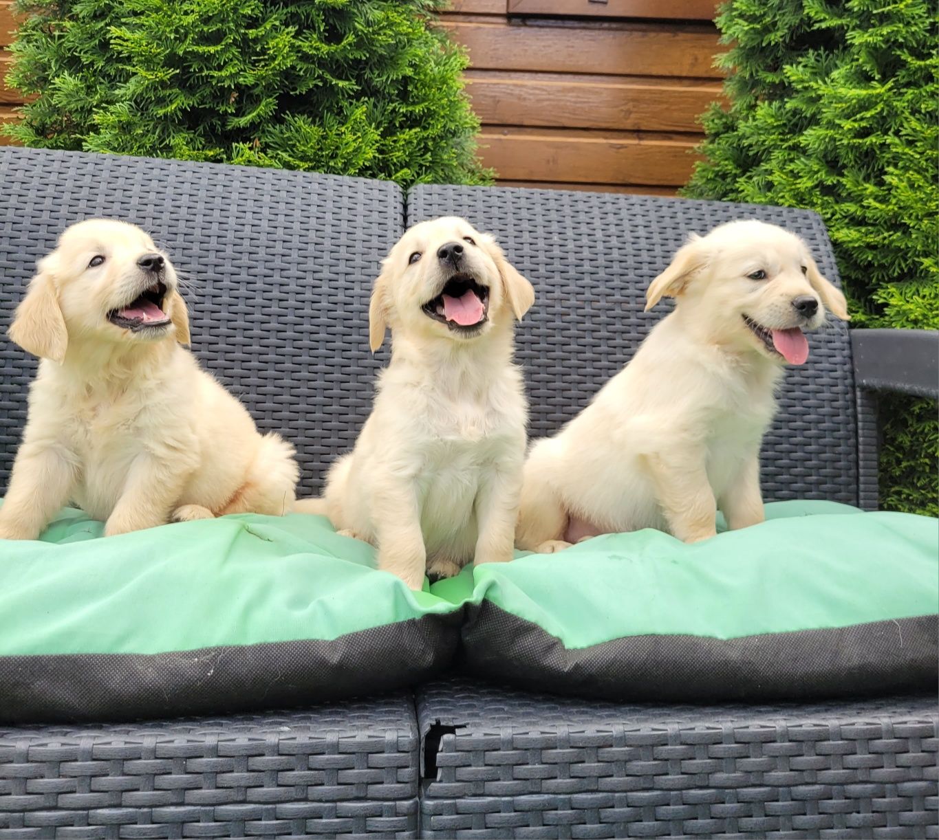 Golden Retriever Szczeniak Piękny
