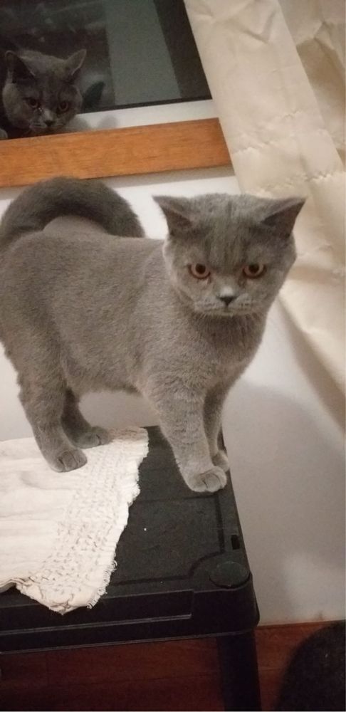 Scottish fold macho