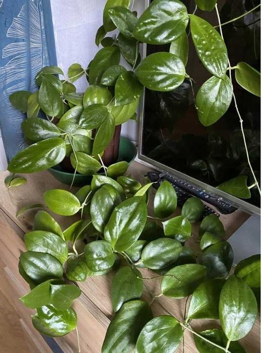 hoya aldrichii christmas Island, roślina ze zdjęcia