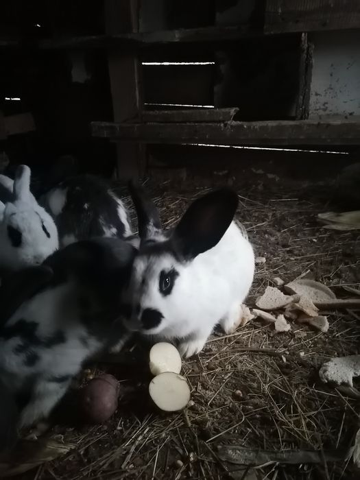 Króliki po srokaczu