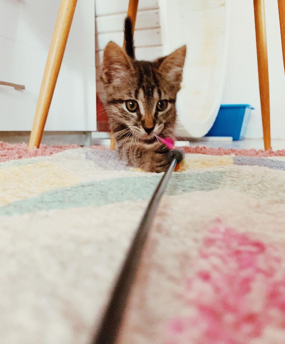 Отдаем котят бесплатно