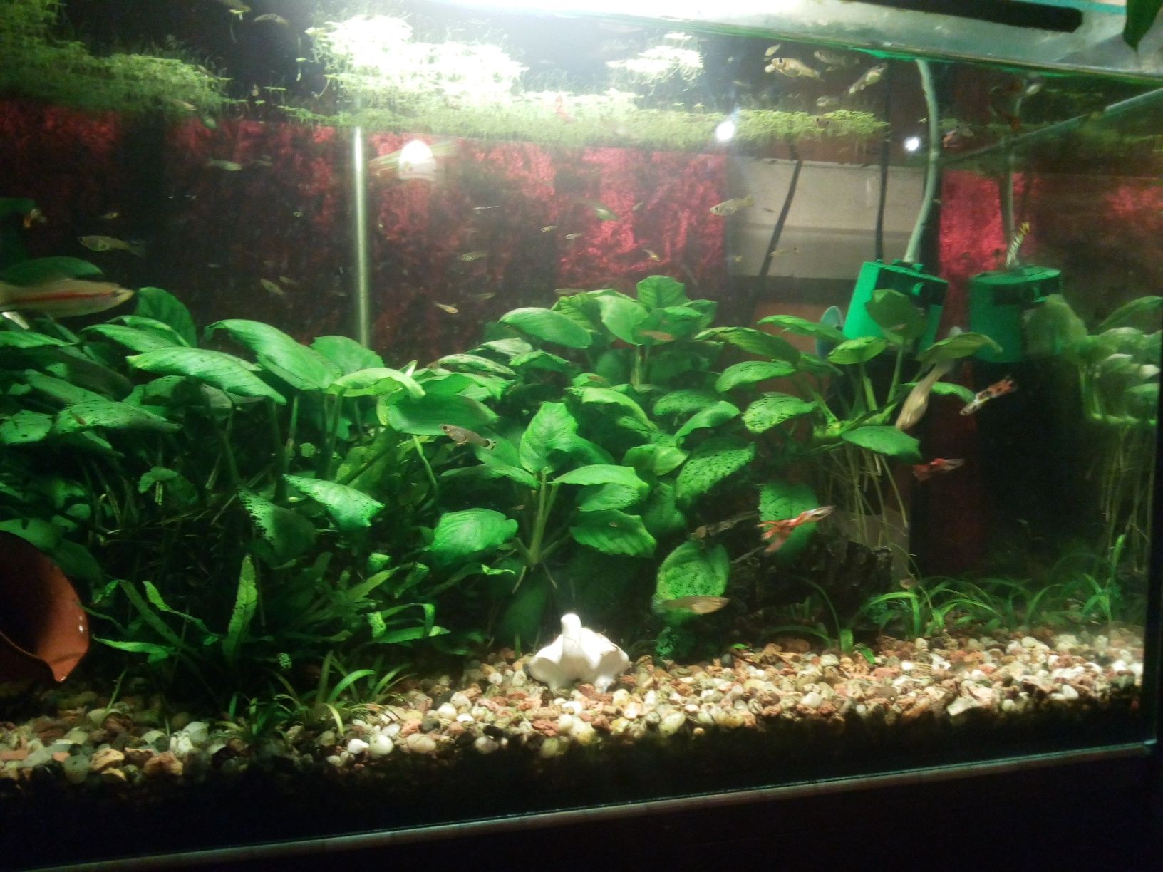 Anubias kłącze ok. 10 cm