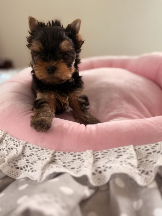 York yorkshire terrier suczka rodowód ZKwP FCI