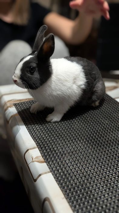 Sprzedam duża klatkę