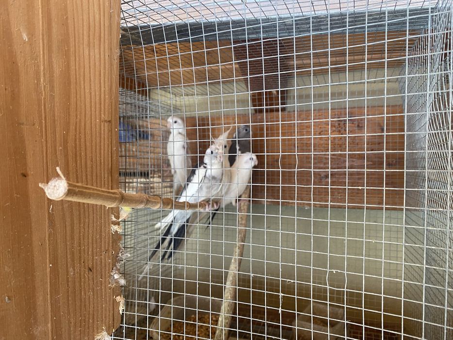 Caturras novas para venda