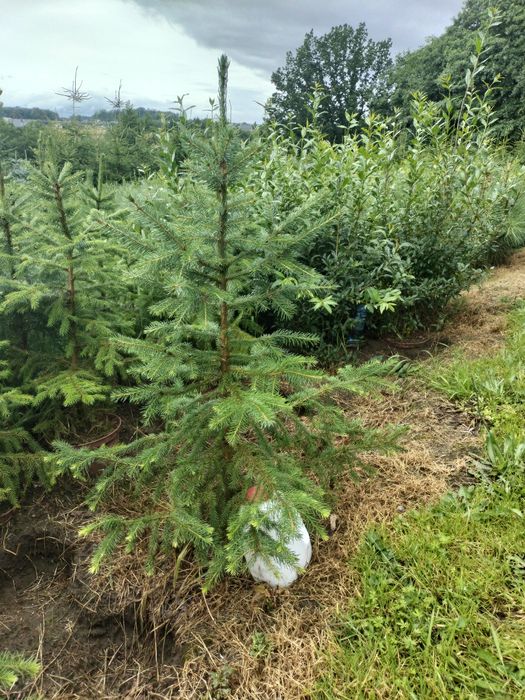Świerk serbski 100-110 cm