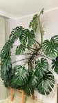 Monstera dziurawa monstera deliciosa