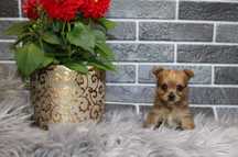 Yorkshire Terrier Ocean Pearl mini piesek xxs, mini, miniaturka