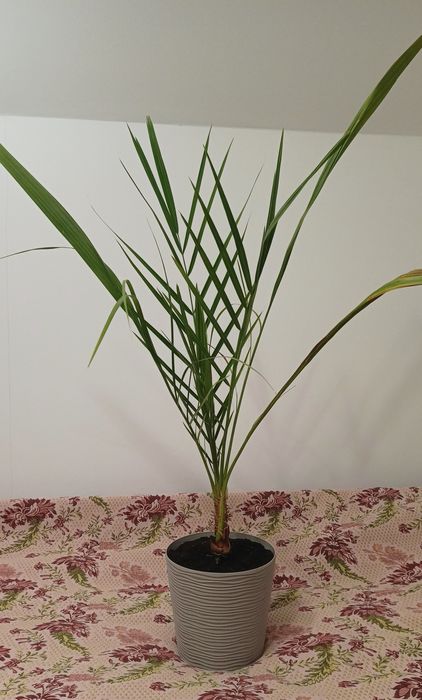 Продам фінікові  пальми