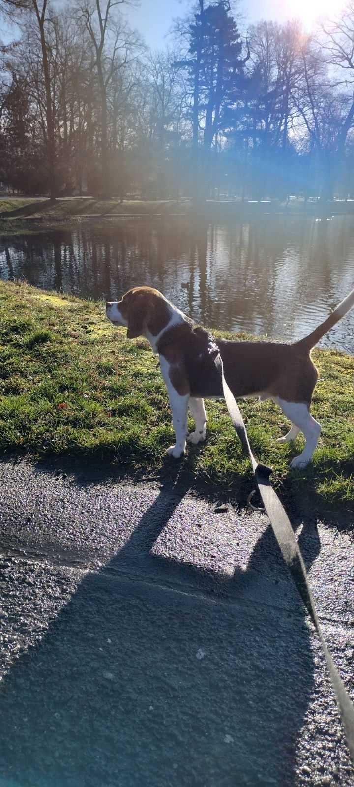 Piękny 7- miesięczny Beagle