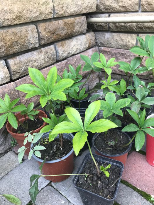 Морозник білий та червоний